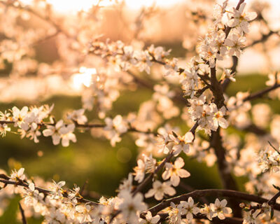 nature summer sun leaf