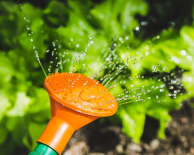 salad-water-garden-plant-large